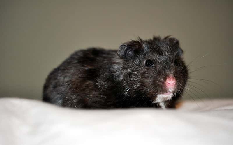 all-about-black-syrian-hamster-20-facts-1