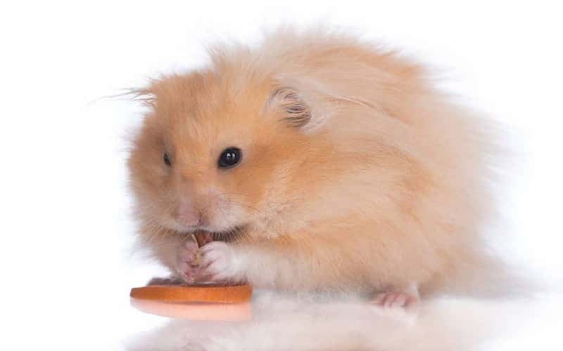 all-about-teddy-bear-hamster-20-facts-2