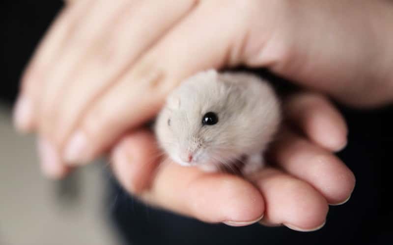 the-complete-guide-to-chinese-hamsters-1
