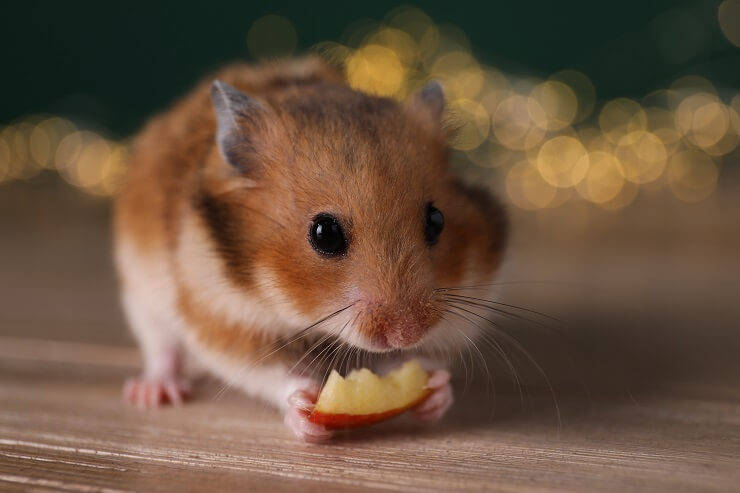Final Thoughts on Feeding Apples to Your Hamster
