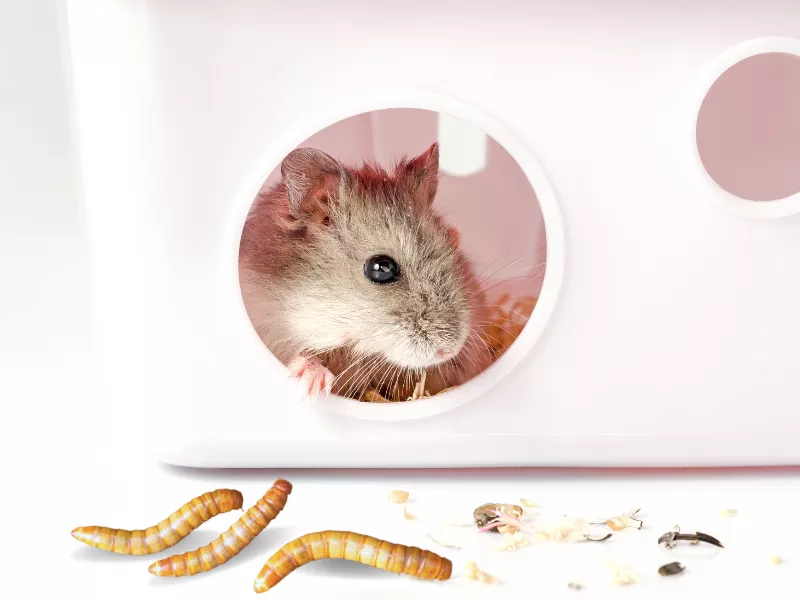 Is It Safe for Hamsters to Eat Live Mealworms?