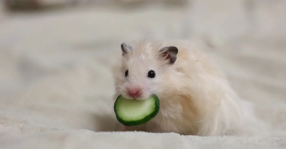 Benefits of feeding Cucumber to hamster