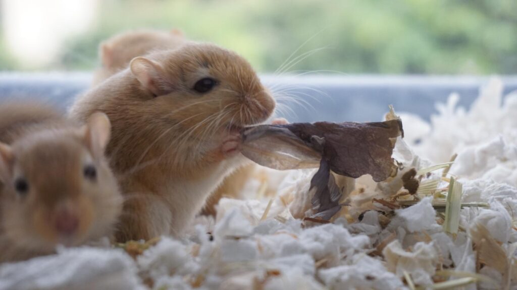 Risks of Feeding Hibiscus to Hamsters