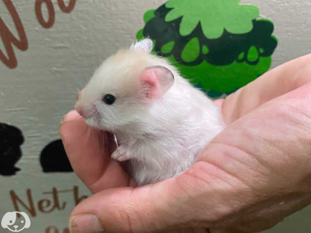 Can Hamsters Have Peppermint?