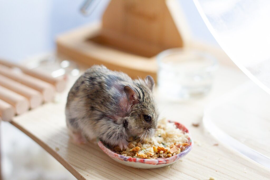 Benefits of Peppermint for Hamsters