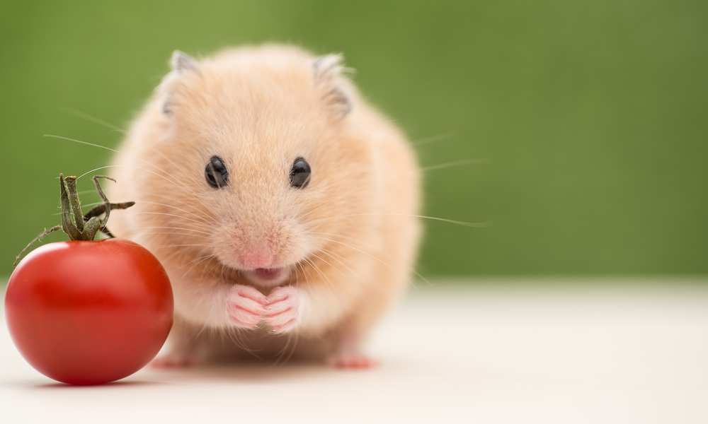 Can Hamsters Have Tomatoes? Unraveling the Tomato Tale for Your Furry Little Munchkin