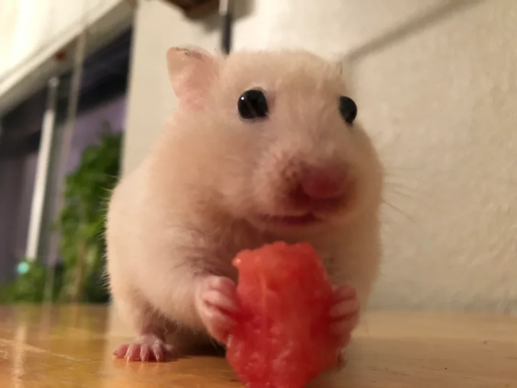 Can hamsters have Watermelon?