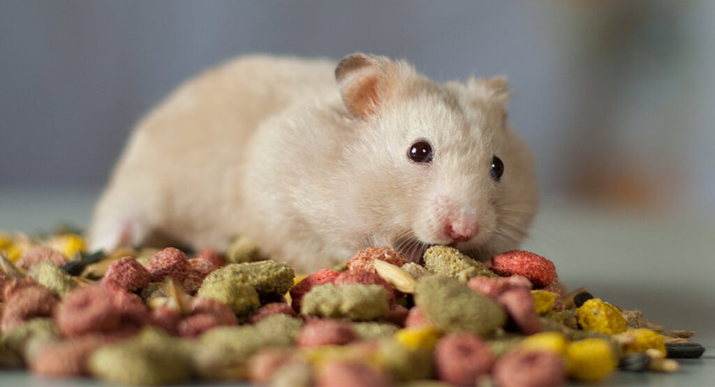 Can Hamsters Have Cornflakes? A Vet’s Healthy Opinion on the Benefits and Risks of This Cereal