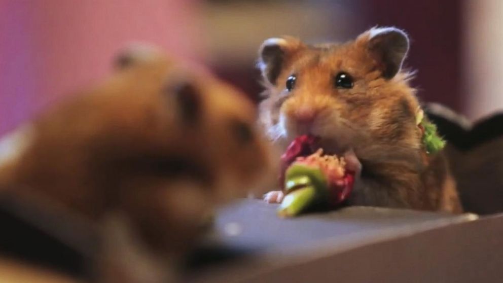 How much Tulip can you give a hamster?