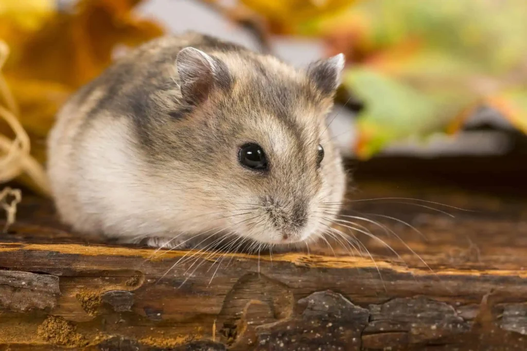How Much Watercress Can You Give a Hamster?