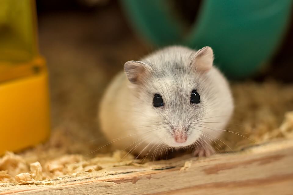 Risks of Feeding Watercress to Hamsters