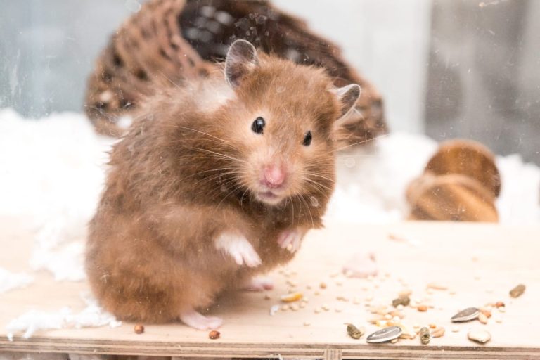 Benefits of Feeding Nettles to Hamsters