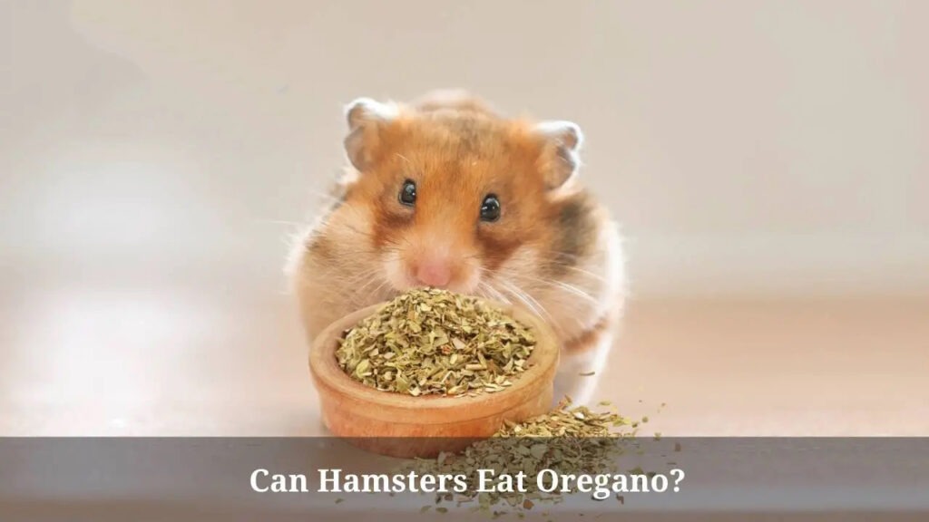 Can Hamsters Have Oregano? A Nutritious Herb or a Poisonous Plant for Hamsters?