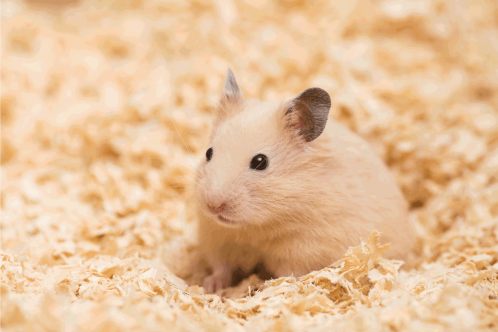 Can Hamsters Have Thyme? How This Herb Can Boost Their Health and Happiness